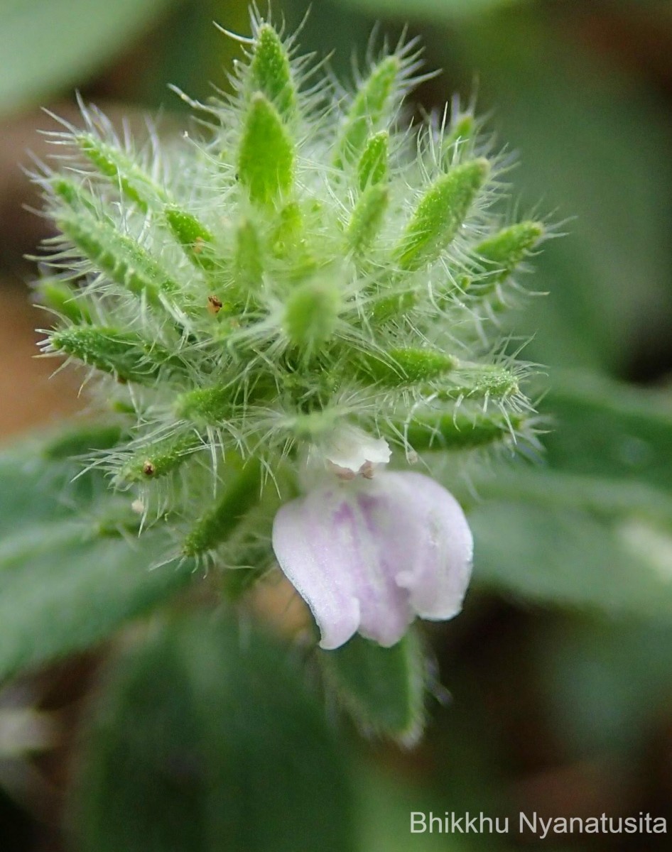 Rostellularia procumbens (L.) Nees